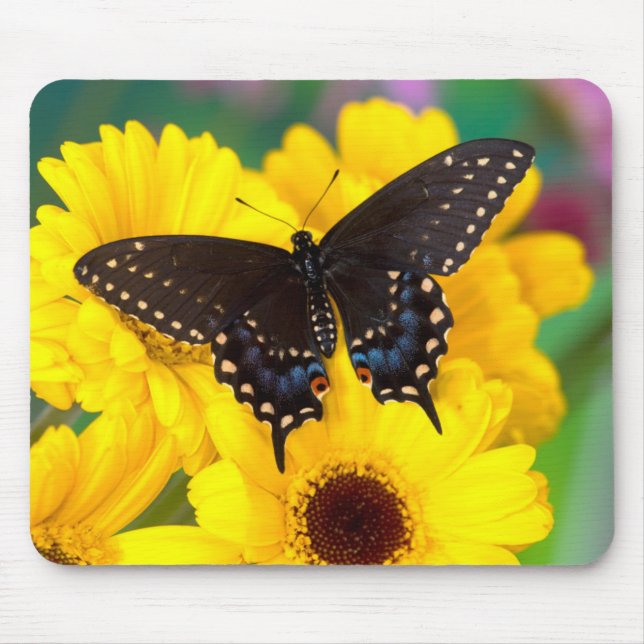 Black Swallowtail butterfly Mouse Mat (Front)