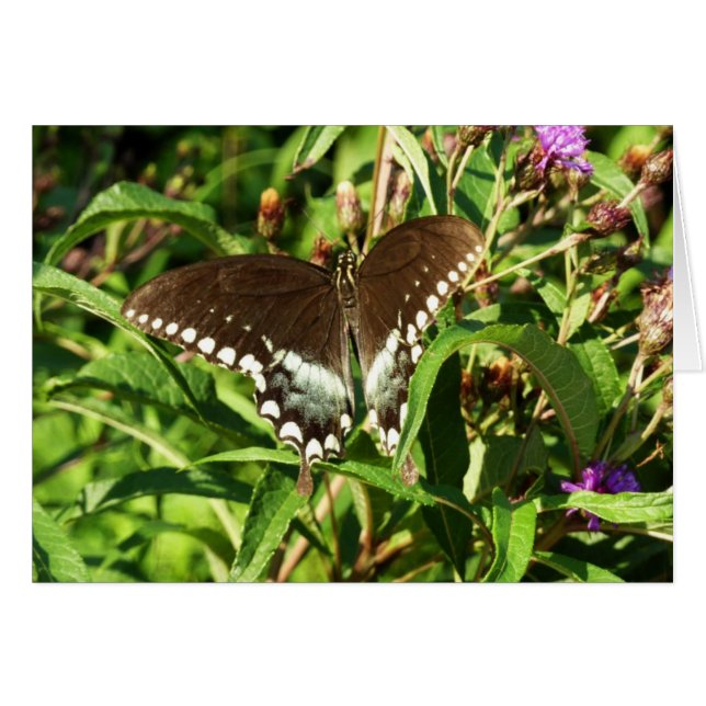 Black Swallowtail Butterfly Nature Photography (Front Horizontal)