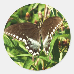 Black Swallowtail Butterfly Nature Photography Classic Round Sticker