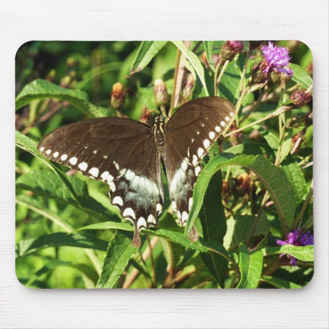 Black Swallowtail Butterfly Nature Photography Mouse Mat (Front)