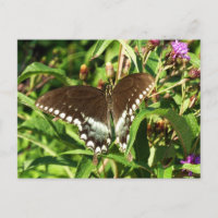 Black Swallowtail Butterfly Nature Photography