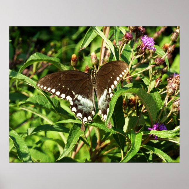 Black Swallowtail Butterfly Nature Photography Poster (Front)