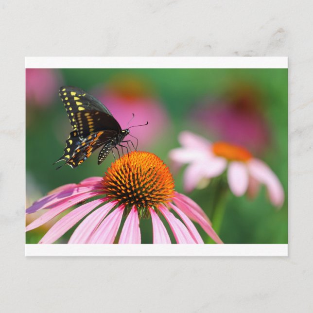 Black Swallowtail Butterfly on a Coneflower, Ohio Postcard (Front)