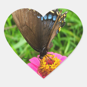Black Swallowtail Butterfly on a Pink Flower Heart Sticker
