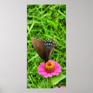 Black Swallowtail Butterfly on a Pink Flower Poster