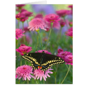 Black Swallowtail Butterfly on Dark Pink Flower