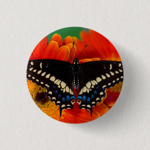 Black Swallowtail Butterfly on Gerberia Daisy 3 Cm Round Badge