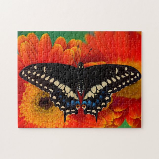 Black Swallowtail Butterfly on Gerberia Daisy Jigsaw Puzzle (Horizontal)