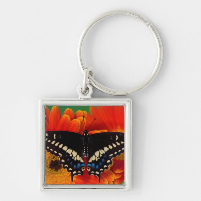 Black Swallowtail Butterfly on Gerberia Daisy Key Ring (Front)