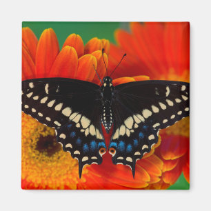 Black Swallowtail Butterfly on Gerberia Daisy Magnet