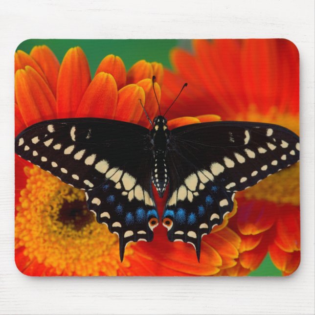Black Swallowtail Butterfly on Gerberia Daisy Mouse Mat (Front)