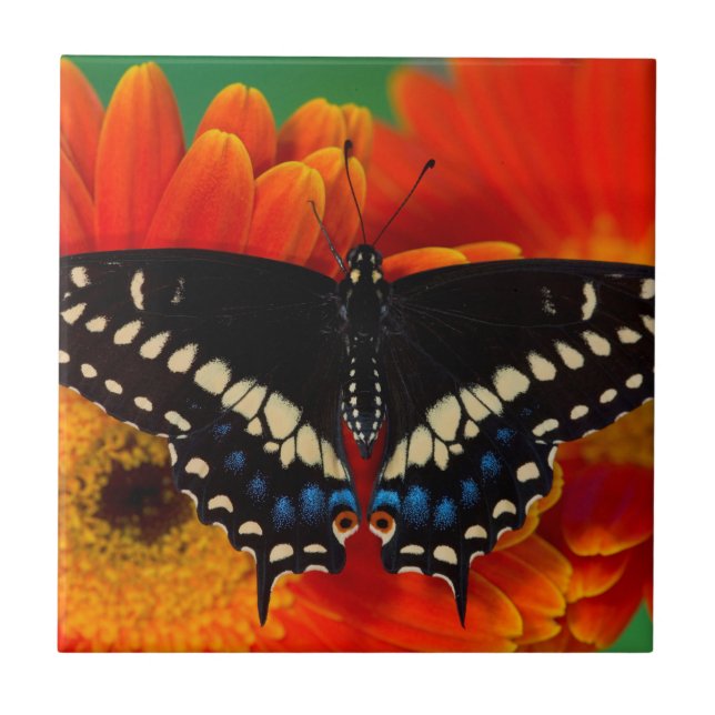 Black Swallowtail Butterfly on Gerberia Daisy Tile (Front)