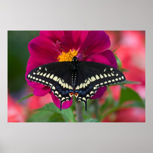 Black Swallowtail Butterfly on Zinnia Poster (Front)
