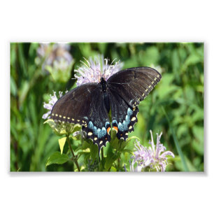 Black Swallowtail Butterfly Photo Print