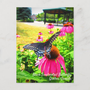 Black Swallowtail Butterfly Pink Echinacea Flowers Postcard