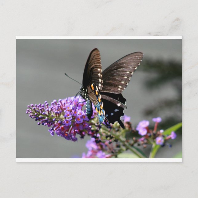 Black Swallowtail Butterfly Postcard (Front)