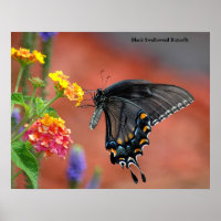 Black Swallowtail Butterfly