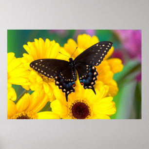 Black Swallowtail butterfly Poster