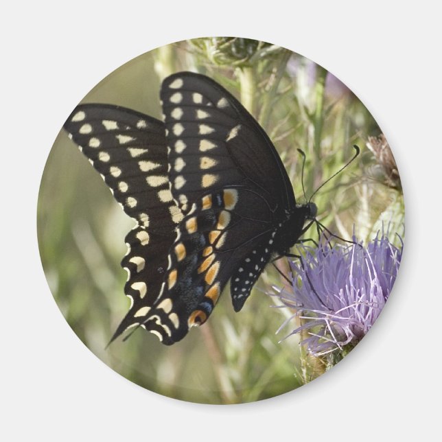 Black Swallowtail Butterfly Round Magnet (Front)