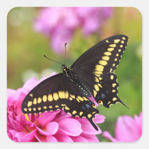 Black Swallowtail Butterfly Square Sticker