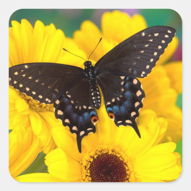 Black Swallowtail butterfly Square Sticker (Front)