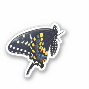 Black Swallowtail Butterfly Sticker