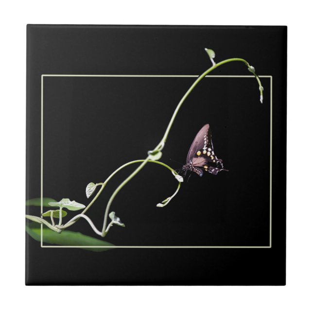 Black swallowtail butterfly tile (Front)