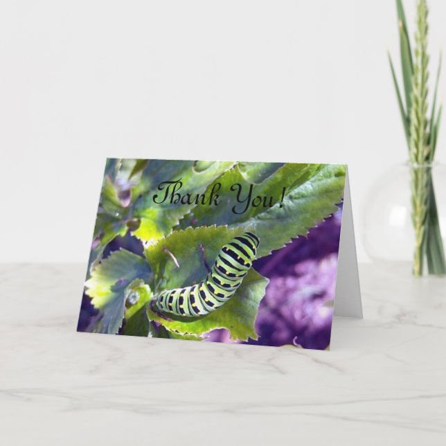 Black Swallowtail Caterpillar 2 Greeting Card (Front)
