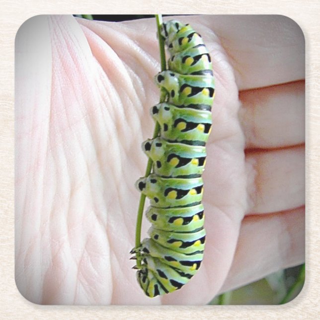 Black Swallowtail Caterpillar/Butterfly Square Paper Coaster (Front)