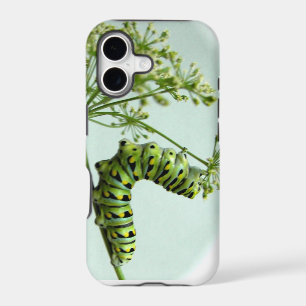 Black Swallowtail Caterpillar eating parsley