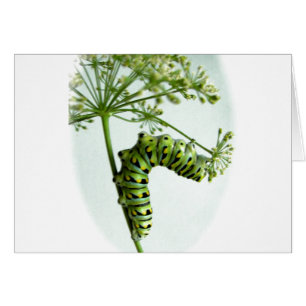 Black Swallowtail Caterpillar eating parsley