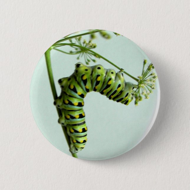 Black Swallowtail Caterpillar eating parsley 6 Cm Round Badge (Front)