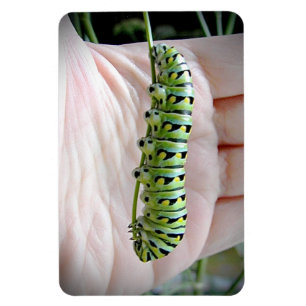 Black Swallowtail Caterpillar Eating Parsley Magnet