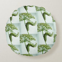 Black Swallowtail Caterpillar eating parsley