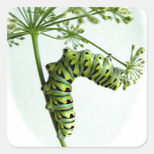 Black Swallowtail Caterpillar eating parsley Square Sticker