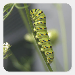 Black swallowtail caterpillar (parsleyworm) on Dil Square Sticker