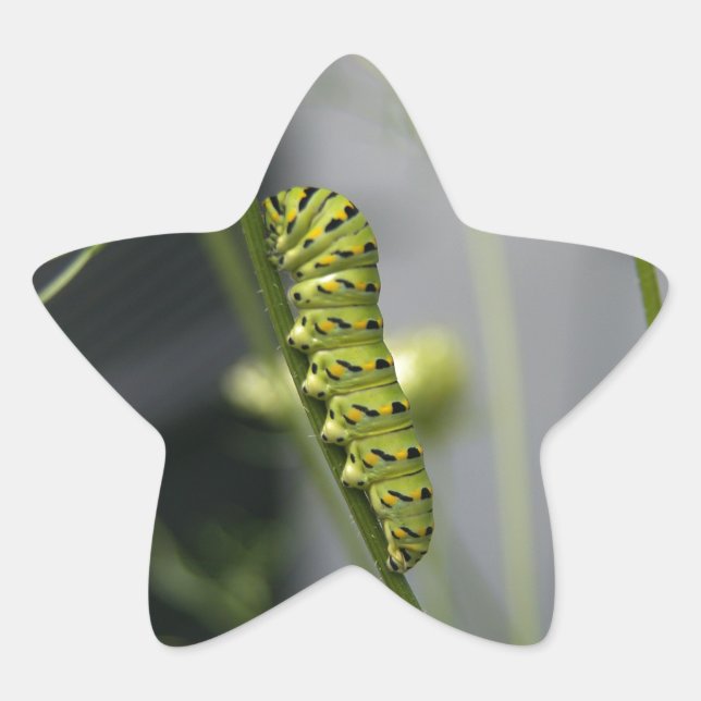 Black swallowtail caterpillar (parsleyworm) on Dil Star Sticker (Front)