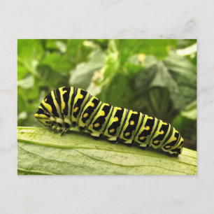 Black Swallowtail Caterpillar Postcard