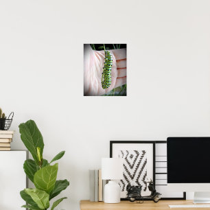 Black Swallowtail Caterpillar  Poster