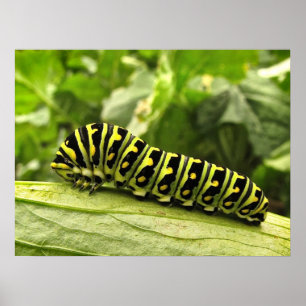 Black Swallowtail Caterpillar Poster
