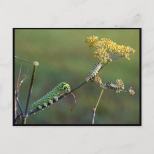 Black Swallowtail Cats Postcard