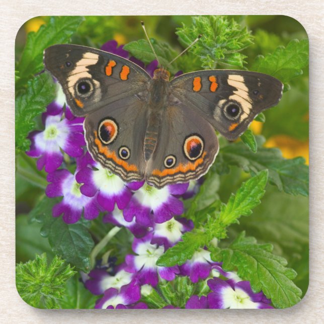 Black Swallowtail Coaster (Front)