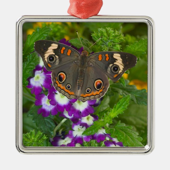 Black Swallowtail Metal Tree Decoration (Front)