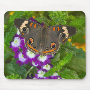 Black Swallowtail Mouse Mat