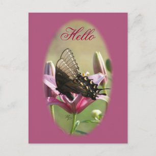 Black Swallowtail on Lily Blank Postcard