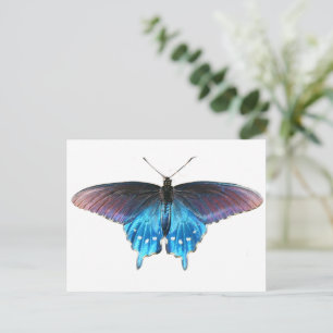 Black Swallowtail on the New River Postcard