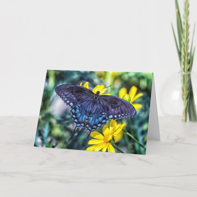 Black Swallowtail on yellow flowers Holiday Card (Front)