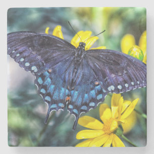 Black Swallowtail on yellow flowers Stone Coaster