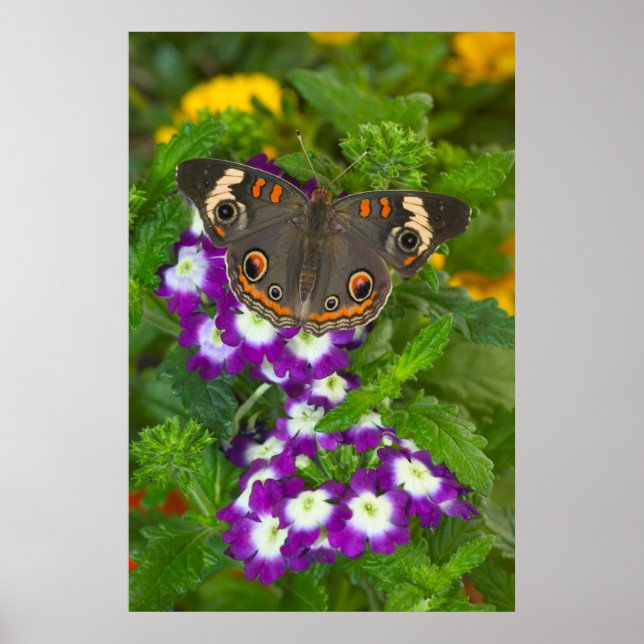 Black Swallowtail Poster (Front)
