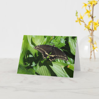 Black Swallowtail Spotted Butterfly Photograph Card